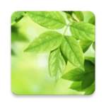 Logo of Leaves Live Wallpaper android Application 